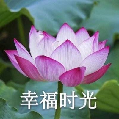 翻滚吧筋斗云华为版下载