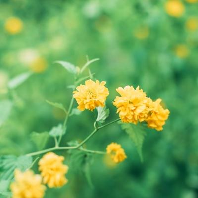 恶魔不撒谎2中文版下载